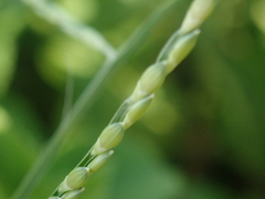 Urochloa subquadripara