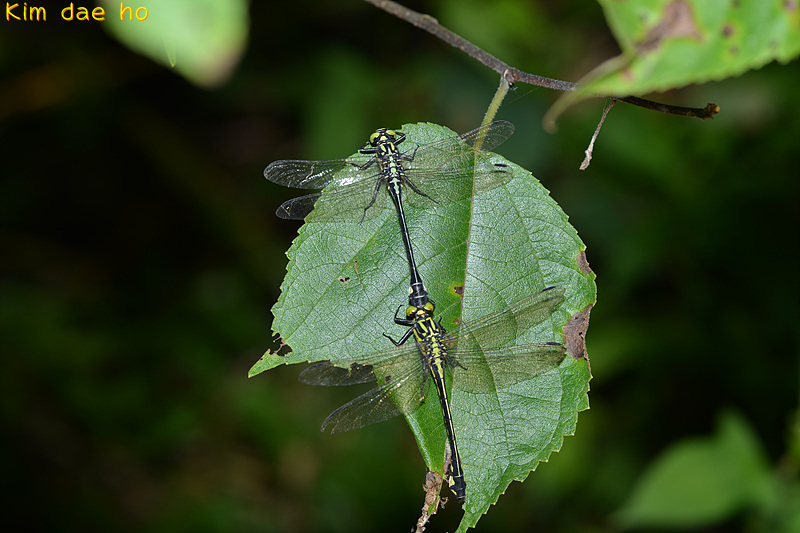 Anisogomphus