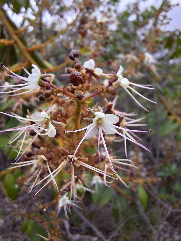 Hirtella glandulosa