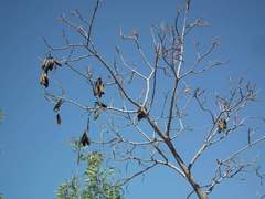 Brachychiton paradoxus