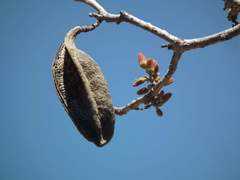 Brachychiton paradoxus