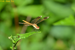 Sympetrum pedemontanum elatum