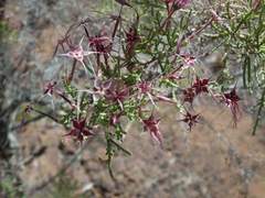 Calytrix exstipulata