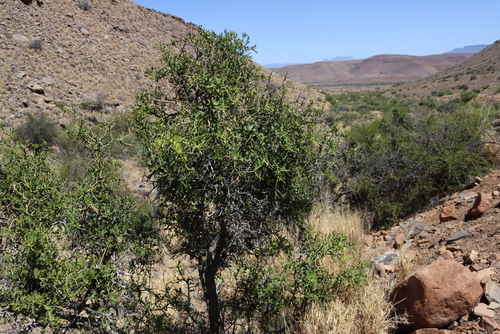 Image of Carissa haematocarpa by (c) Tony Rebelo, some rights reserved (CC BY-SA)