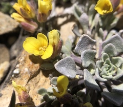 Physaria kingii kingii
