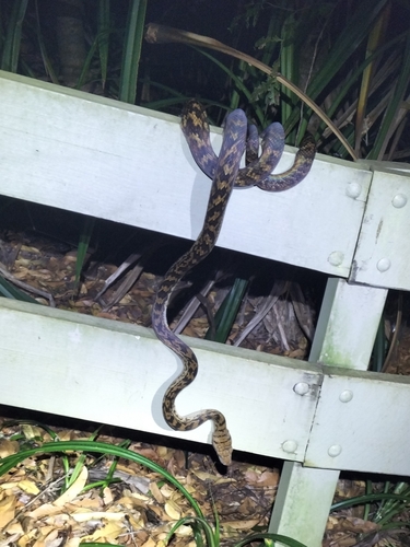 Australian Scrub Python sighting