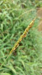 Ischaemum aristatum