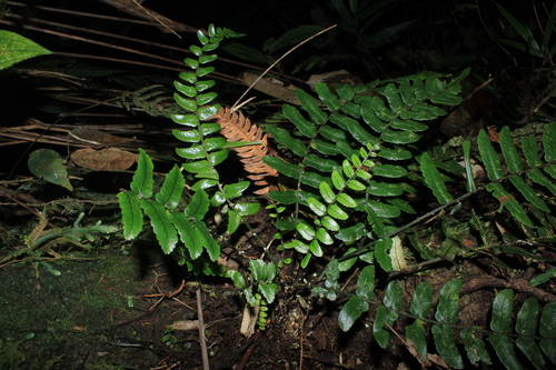 Cyathea haughtii