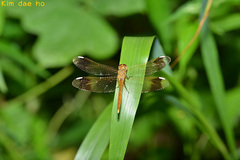 Sympetrum pedemontanum elatum
