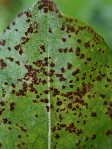 dandelion rust