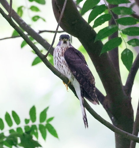 Hodgson's Hawk-Cuckoo (Hierococcyx nisicolor), photo 9