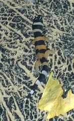 Sphaerodactylus torrei