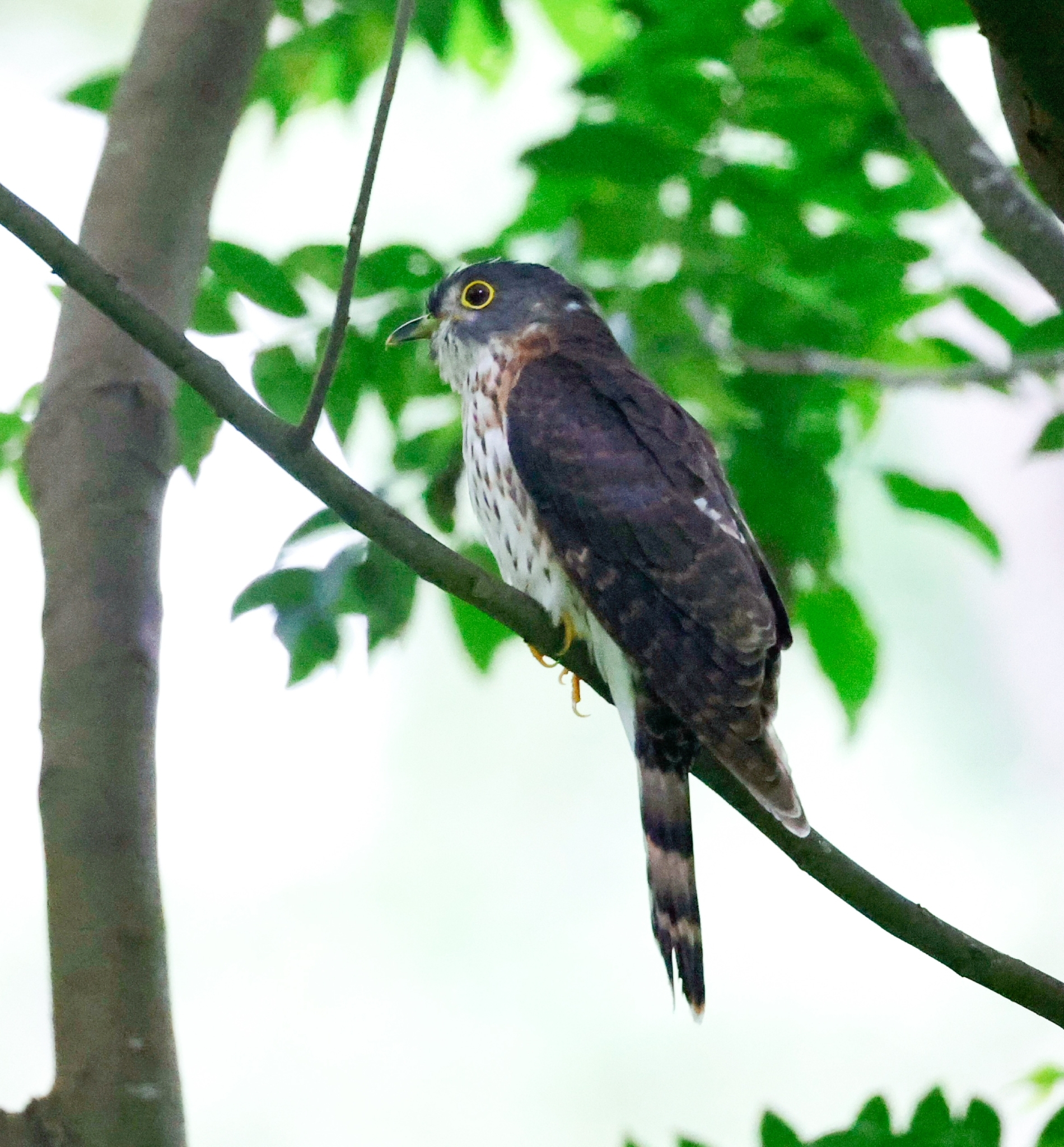 Hodgson's Hawk-Cuckoo