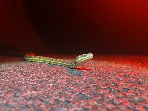 Coastal Carpet Python sighting