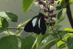 Belenois margaritacea