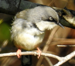 Apalis thoracica claudei
