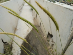 Hordeum bogdanii