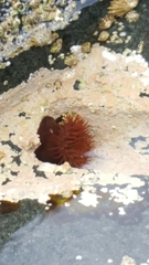 Actinia