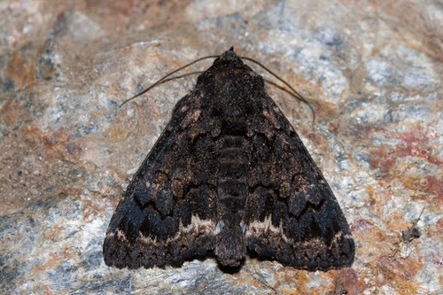 Representative image of Catephia alchymista