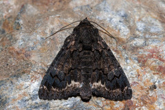 Catephia alchymista