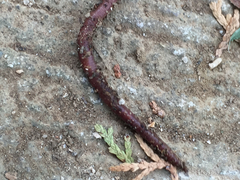 Aporrectodea caliginosa