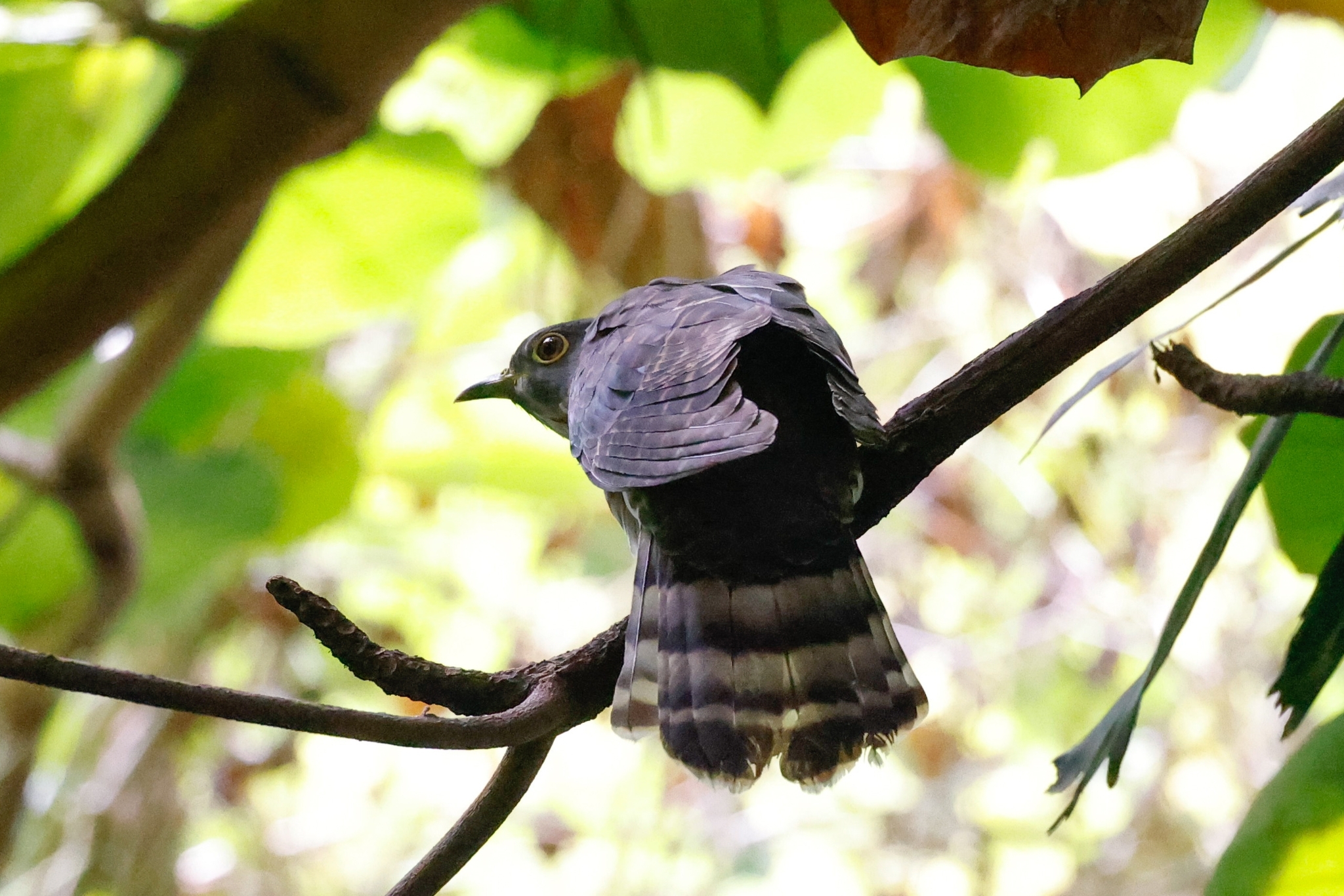 Hodgson's Hawk-Cuckoo