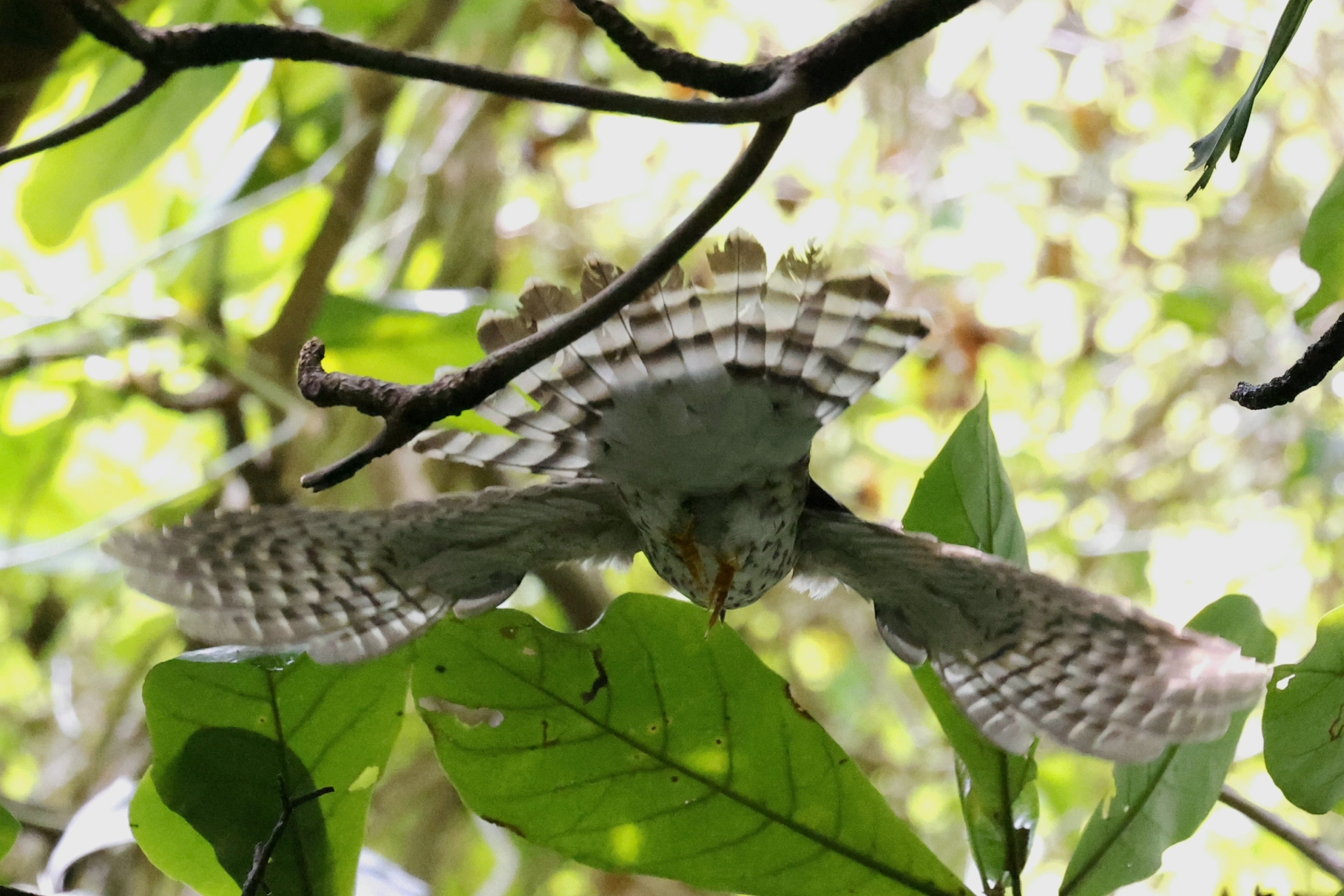 Hodgson's Hawk-Cuckoo