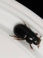 Aphodius