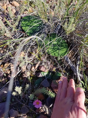 Haemanthus