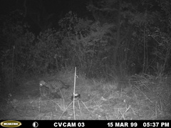 Leopardus pardalis pardalis