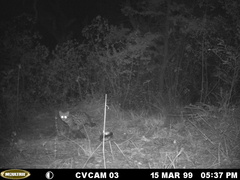 Leopardus pardalis pardalis