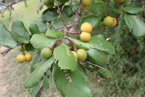 African starbush (Grewia hexamita)