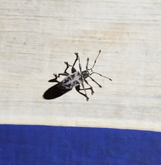 Myllocerus undecimpustulatus