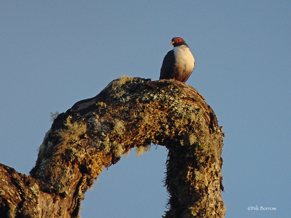 Papuan Mountain-Pigeon