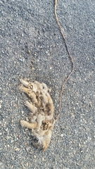 Vulpes vulpes macroura