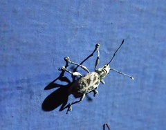 Myllocerus undecimpustulatus