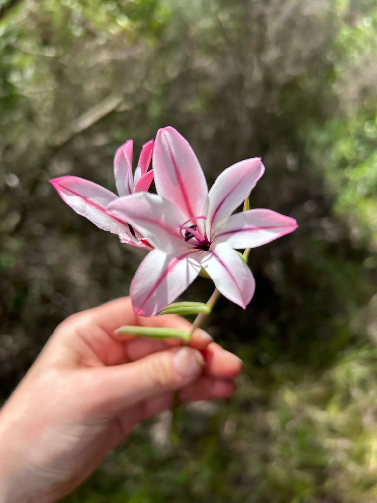 Gladiolus