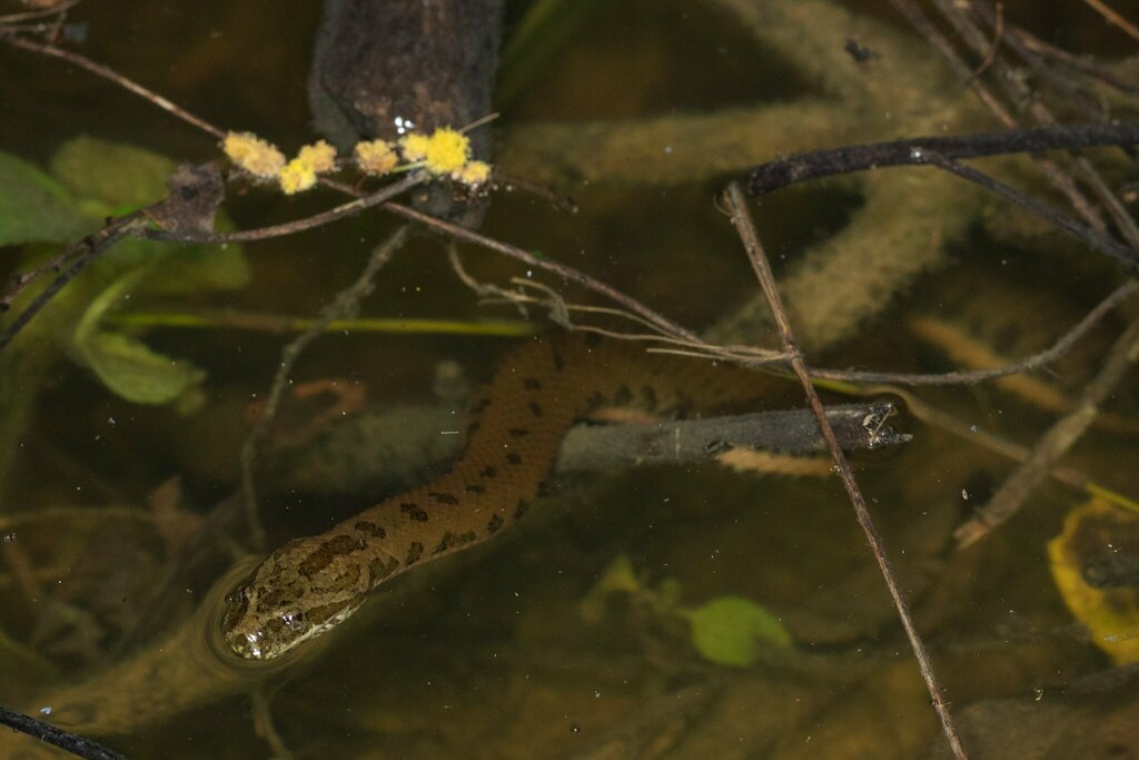 Chinese Mud Snake