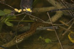 Chinese Mud Snake photo 1