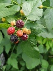 Rubus occidentalis