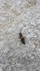 Staphylinus erythropterus