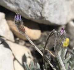 Oxytropis parryi