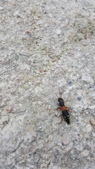 Staphylinus erythropterus