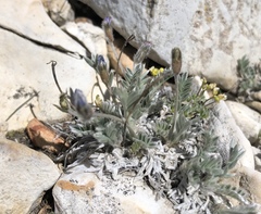 Oxytropis parryi