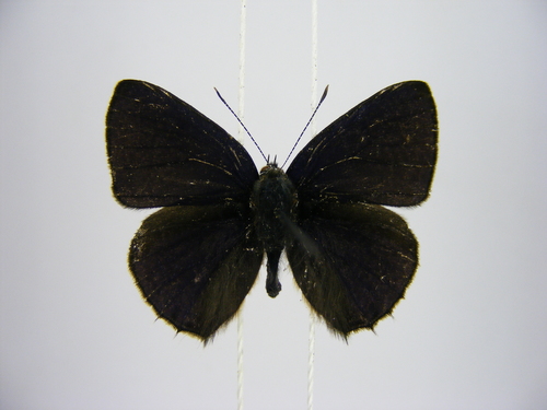 lesser indigo ciliate blue