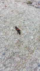 Staphylinus erythropterus