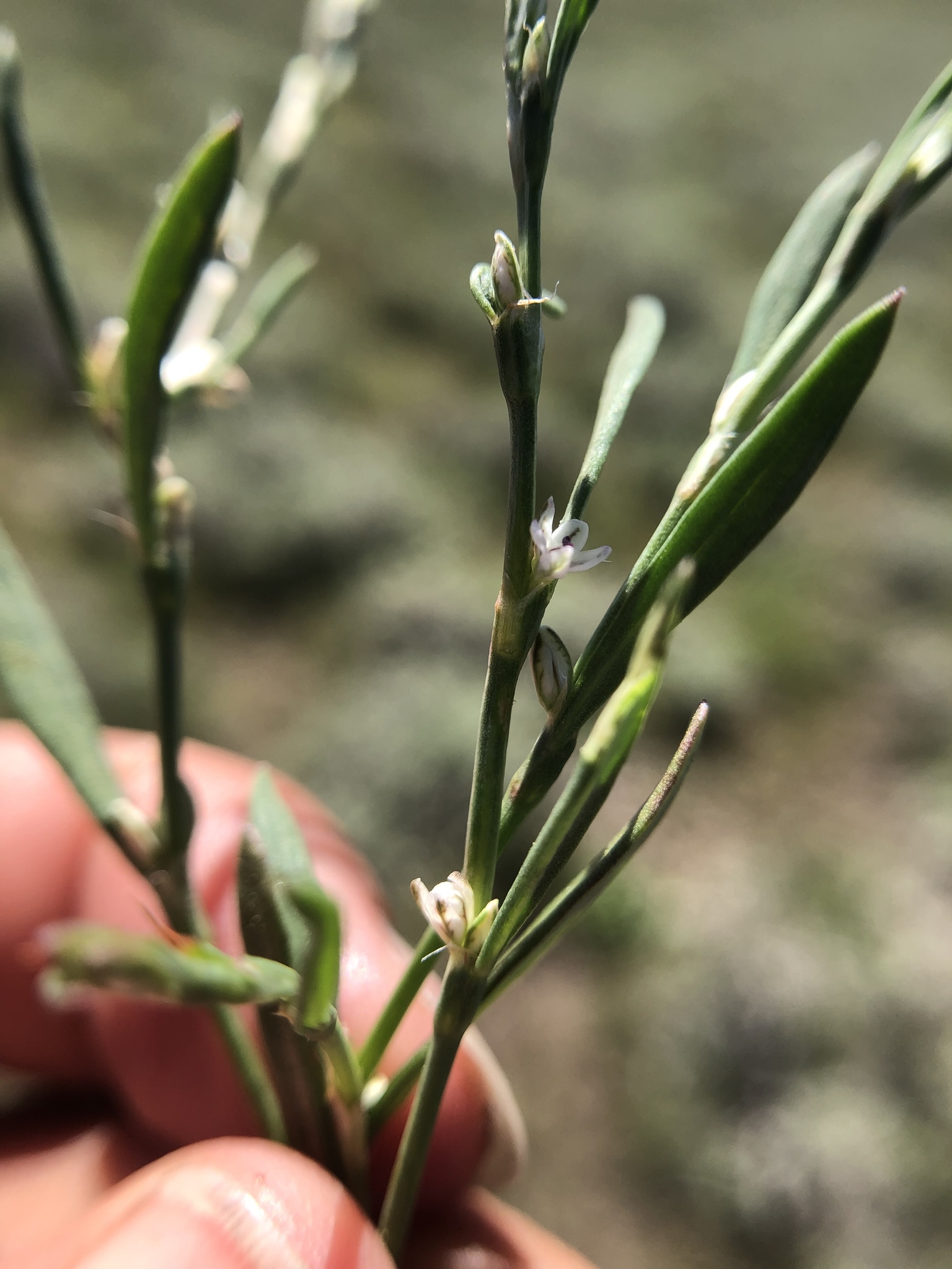 Polygonum sawatchense ssp. sawatchense