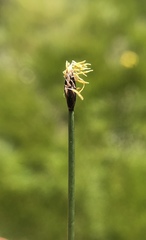 Eleocharis quinqueflora