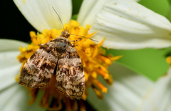 Choreutis amethystodes