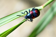 Platycorynus undatus